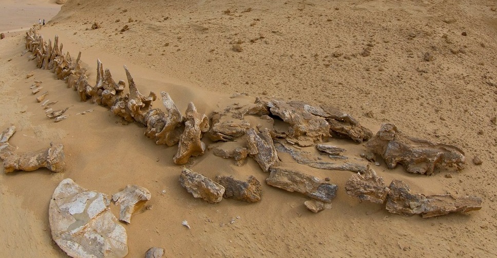 The 5 Craziest Fossil Discoveries in Egypt