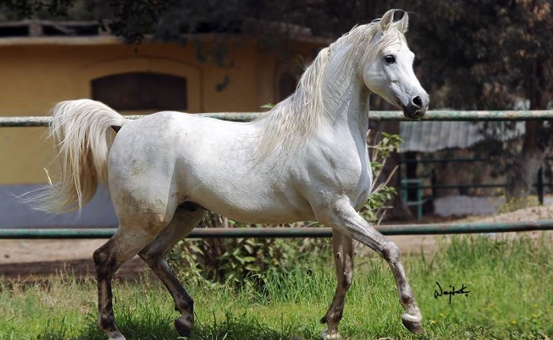 Egypt’s most Prized $10 Million Arabian Horse Passes Away