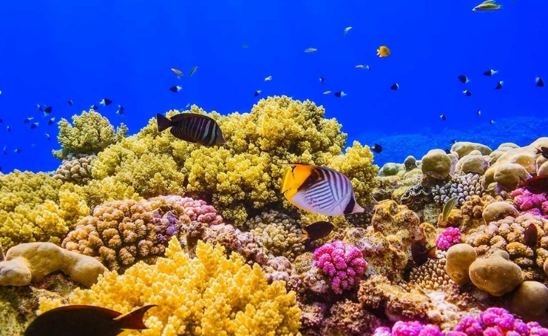 Egypt’s Red Sea Coral Reefs are in Serious Danger