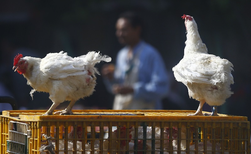 Egypt Bans Trade of Live Poultry in Cairo