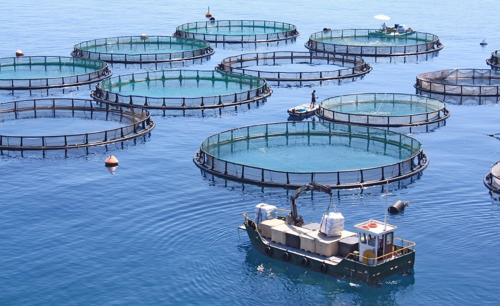 Egypt Ranks First in Africa in Fish Farming