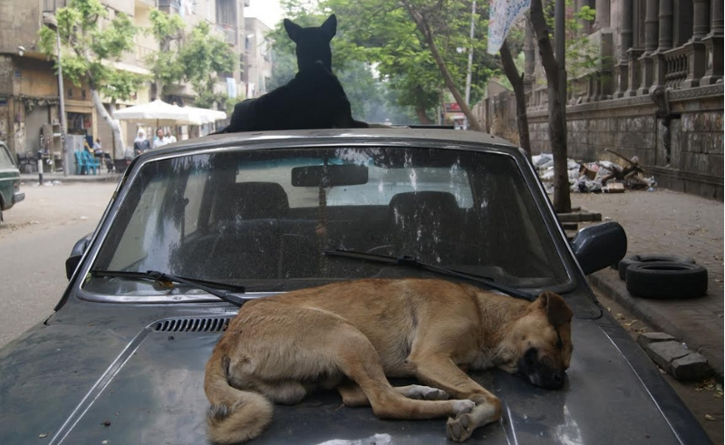Egyptian MP Calls for Specialised Disposal Sites for Dead Animals