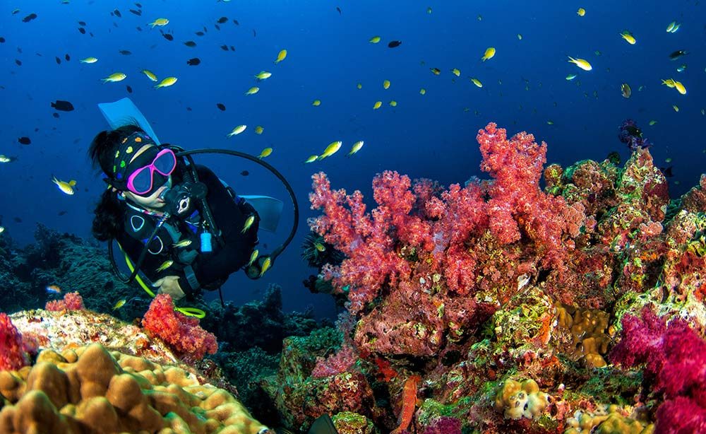 Egypt’s Red Sea Named Third Best Diving Destination in the World in DIVE Travel Awards 