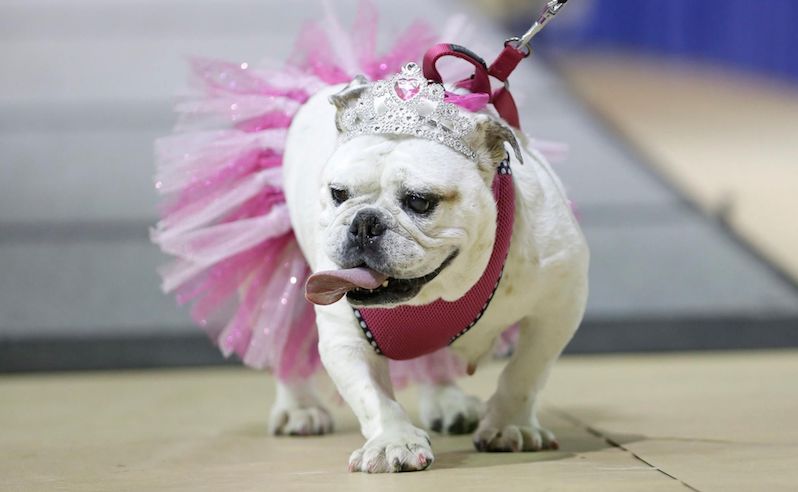 Egyptian Kennel Federation to Host 'Dog Beauty Pageant'