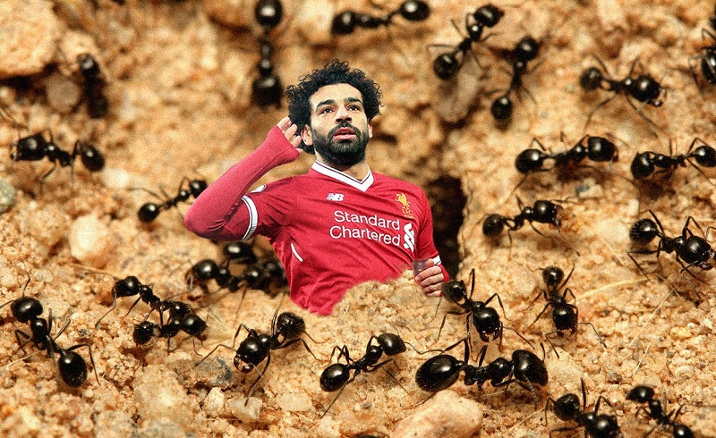 Mo Salah Has New Species of Ant Named After Him