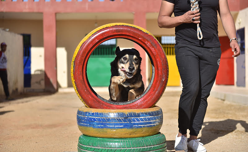 Unleashed: The Shelter Rehabilitating and Training Egypt's Abused and Stray Dogs