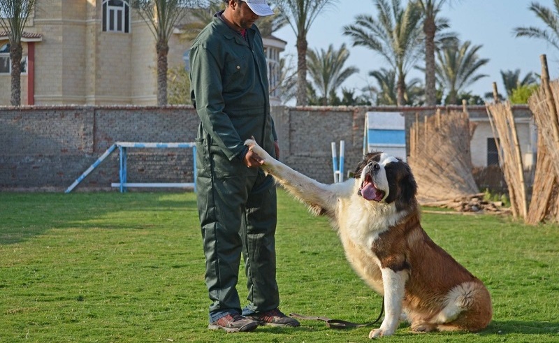 5 Expert Dog Trainers in Cairo