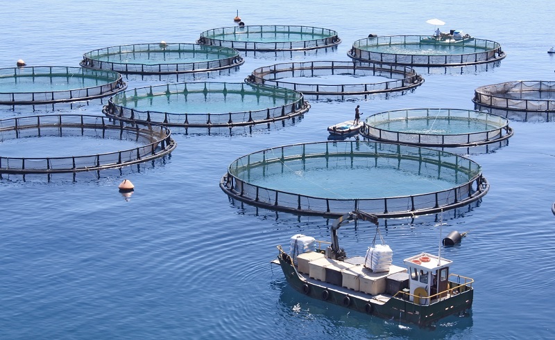 Egypt Ranked as Having Highest Fish Farming Production Rate in Africa, Eighth Highest in the World 