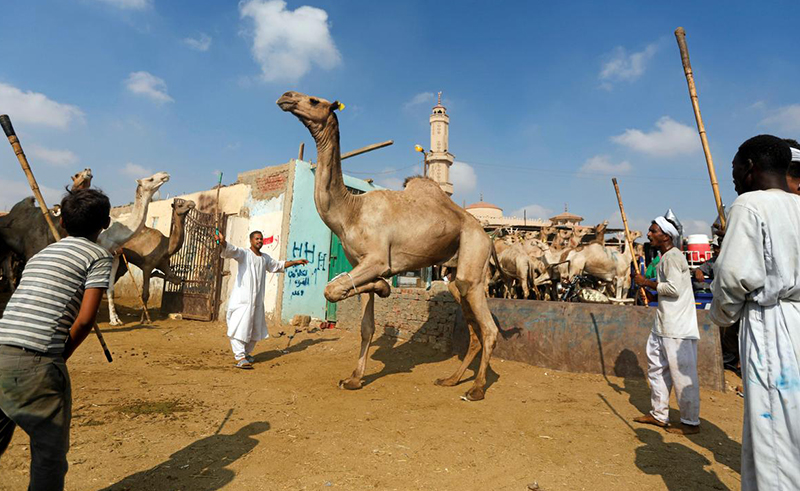 Surveillance System Installed at Cairo’s Birqash Camel Market After Latest Animal Abuse Incident 