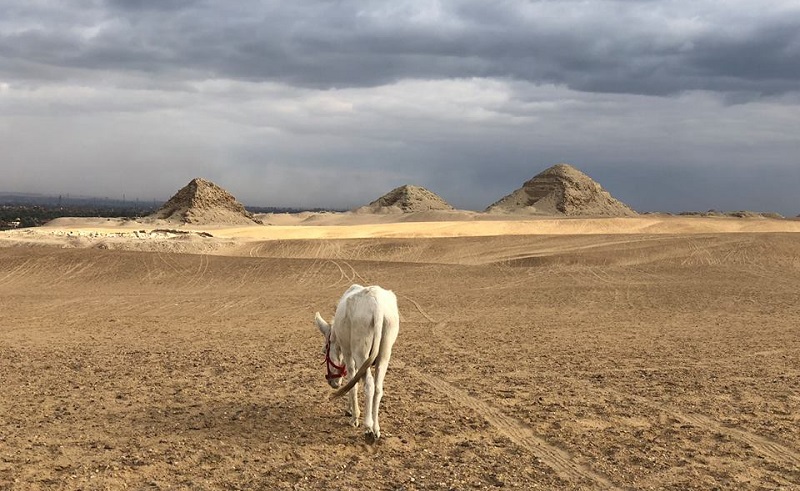 British Woman Wins IFAW Animal Action Award for Rescuing Egyptian Horses
