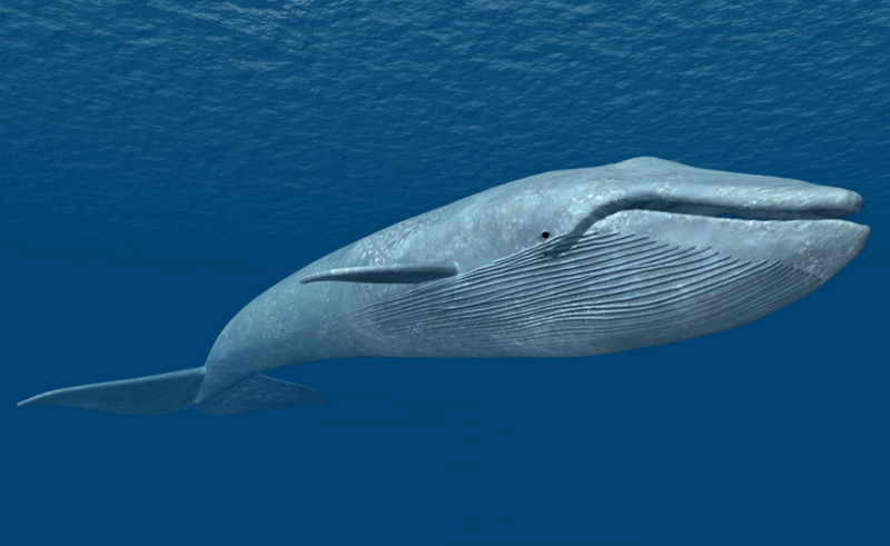 Ministry of Environment Says Bizarre Blue Whale Videos Most Likely Fake