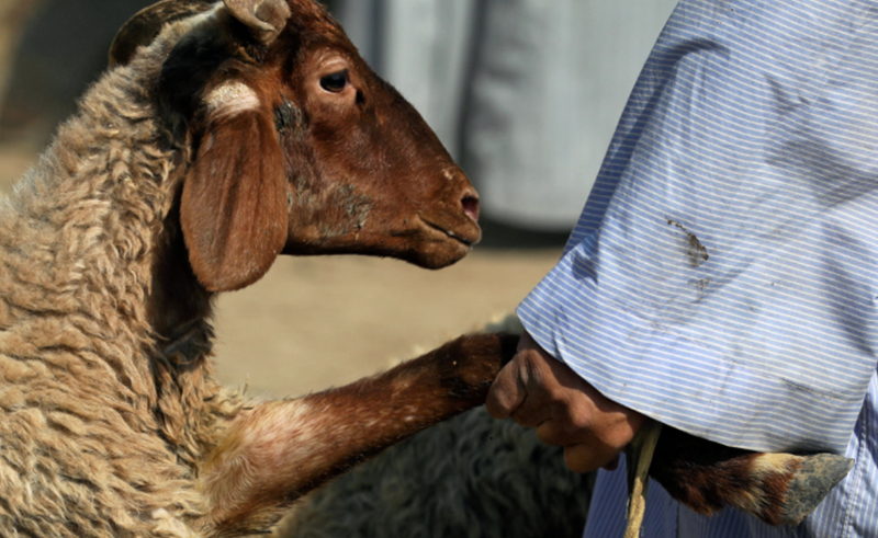 Assiut Launches an Online Market for the Trade of Livestock