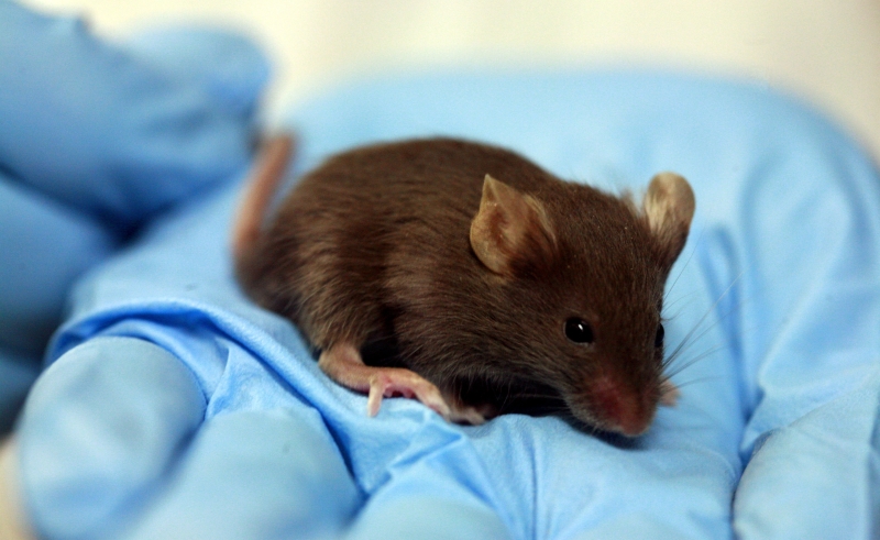 Ministry of Higher Education and Scientific Research Tests Coronavirus Vaccines on Rodents