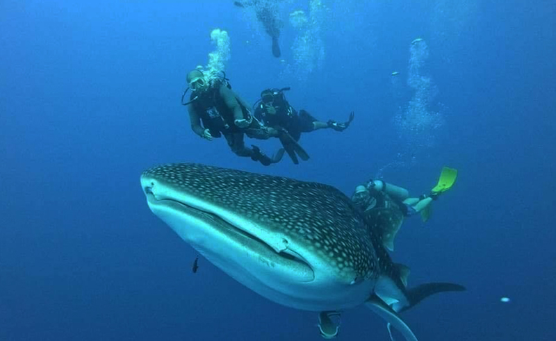 Whale Shark Greet Divers in Abu Galoum Protected Area After Red Sea Clean-Up