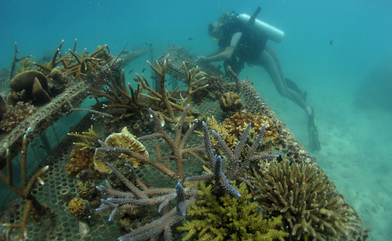 Egypt to Create Two Artificial Coral Reefs by Sinking Old Equipment