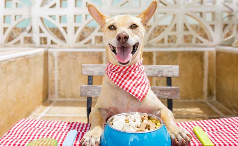 The Fresh Pack is the Local Vet-Based Service Providing Personalized Healthy Meals for Your Dogs