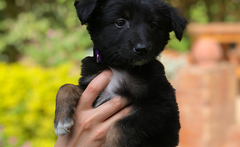 Help a Puppy Find Its Forever Home with Street Paws Egypt