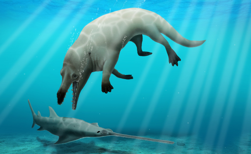 Egyptian Team Discovers New Ancient Whale Species in Fayum Depression