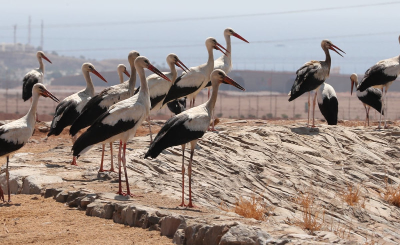 Egypt Shuts Down Wind Turbines to Protect Migrating Birds