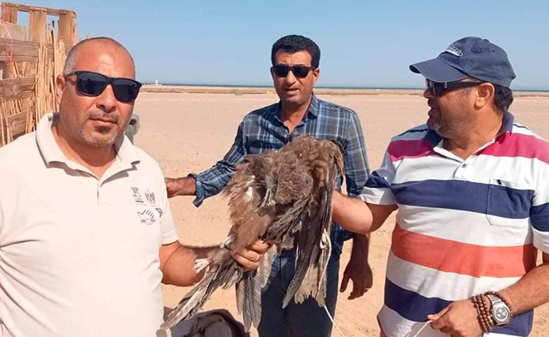 Egypt Cracks Down on Poaching Migratory Birds in Red Sea