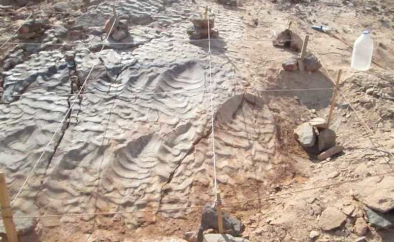 70 Million Year Old Dinosaur Footprints Discovered in Eastern Desert