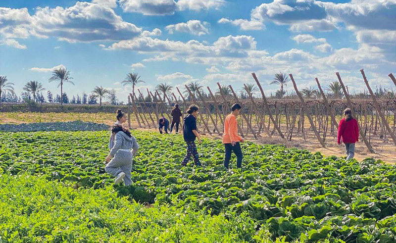 Agritainment Takes Root in Cairo's Hazel Farm