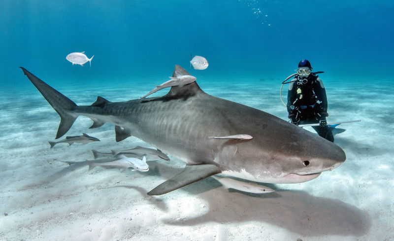 Every Week is Shark Week at Egypt's Elphinstone Island