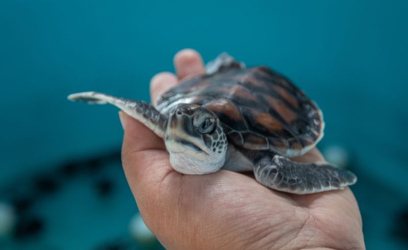 Port Said Will Soon Be Home to Egypt's First Sea Turtle Care Centre