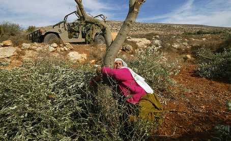 How Olive Trees Came to Represent Palestinians’ Connection to the Land