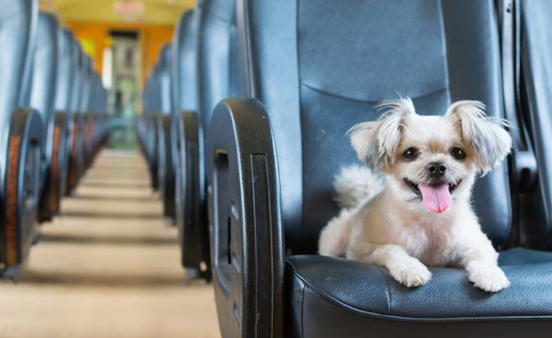 Pets Can Now Get on Public Transportation in Saudi Arabia