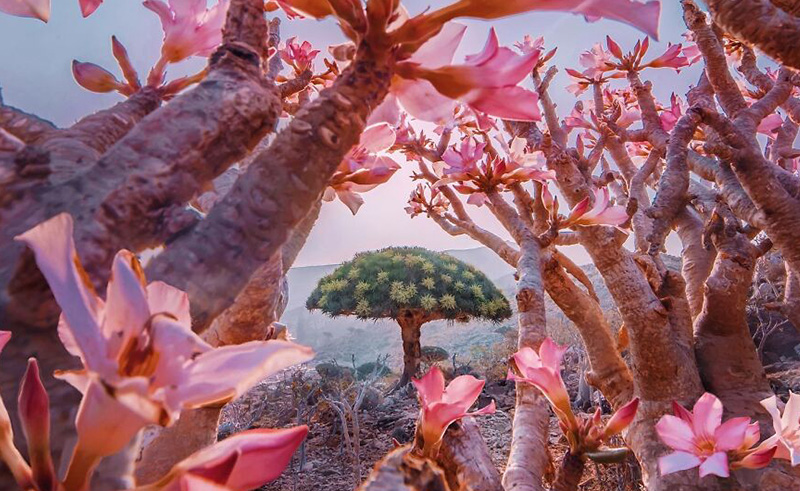 Yemen’s Socotra Island is a Coveted Spot Hidden from the World