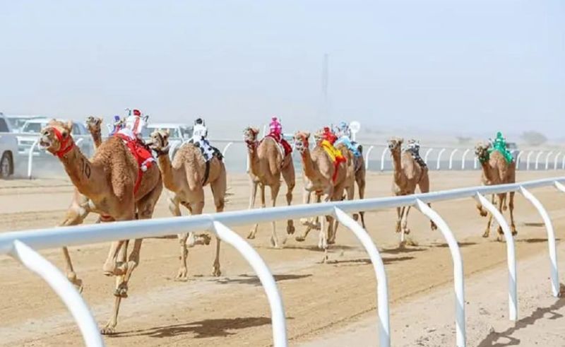 Saudi Arabia Triumphs at World Camel Endurance Championship