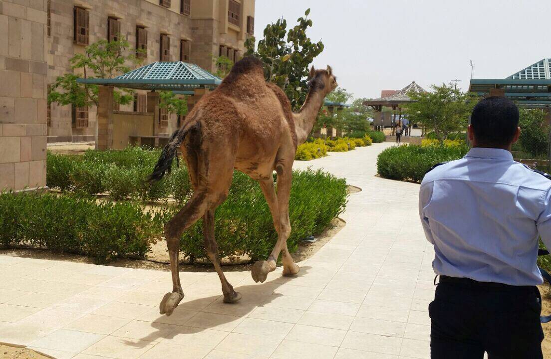 VIDEO: Camel Loose on AUC Campus