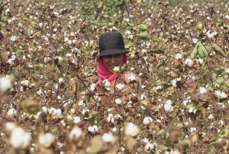 From Christian Dior to Hugo Boss: Why Fashion Fears the Extinction Of Egyptian Cotton