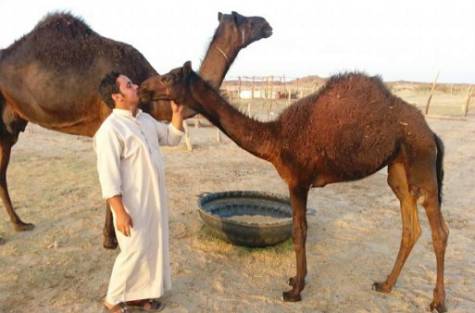 Saudi Farmer Smooches Camel
