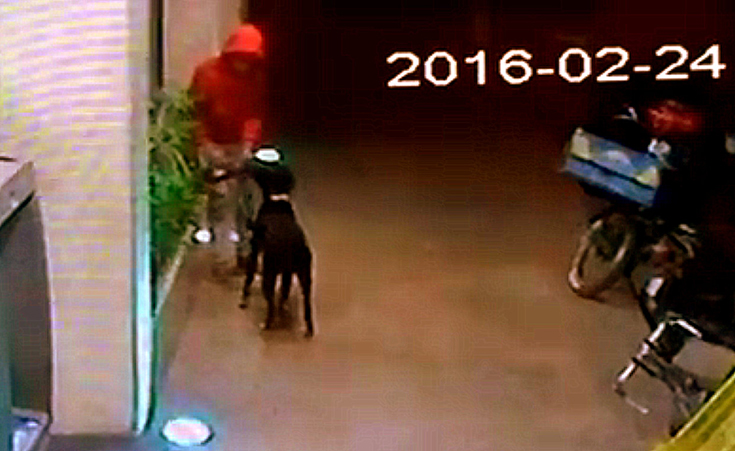 Video: Thief Steals Dog Outside Zamalek Supermarket