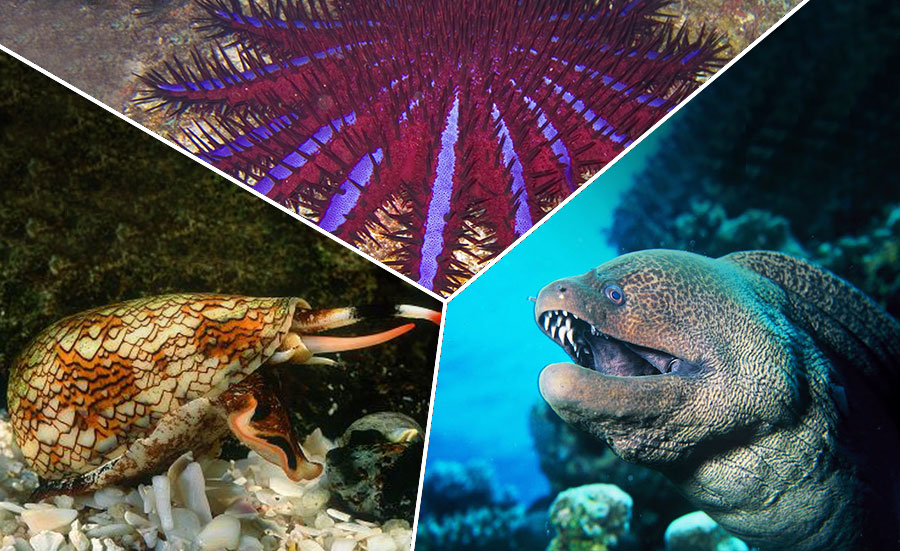 8 of the Scariest Red Sea Monsters in Egypt