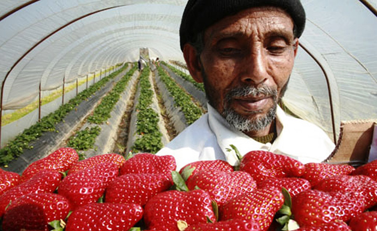 Egypt's Strawberry Export Woes Continue: Is Social Media to Blame?