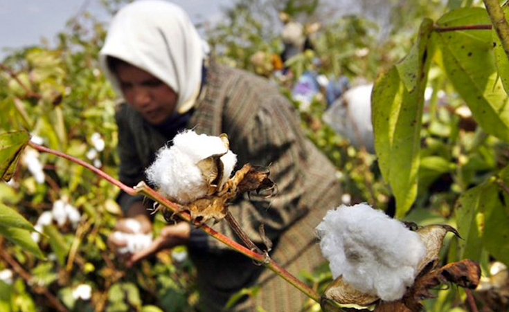 Cairo Cotton Group Announces $100 Million Expansion