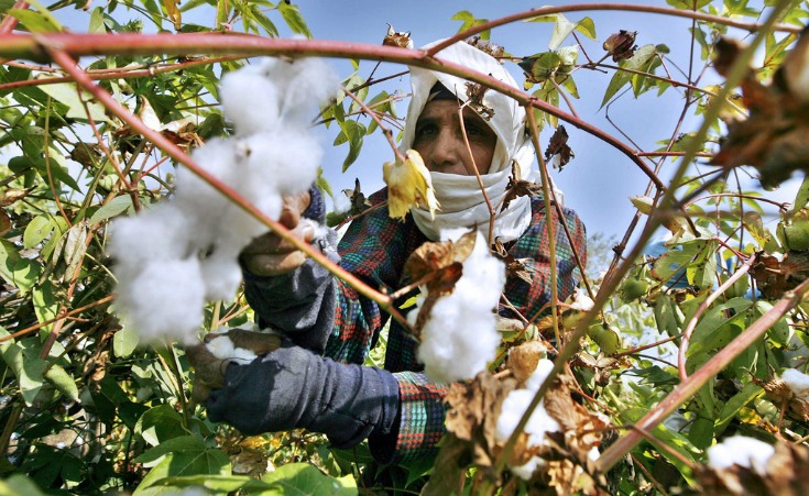Egyptian Cotton Industry Witnesses a 77% Hike in Exports 