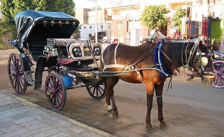 The Uber of 7antoors: You Can Now Order a Horse Carriage in Luxor with a Mobile App