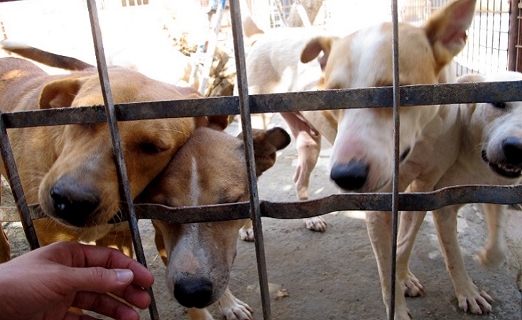 Cairo Animal Shelter ESMA May Shut Down Due to Lack of Funds