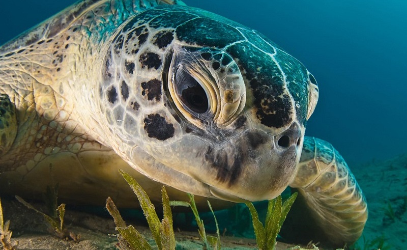 Egypt Launches National Plan to Stop the Slaughtering of Sea Turtles 