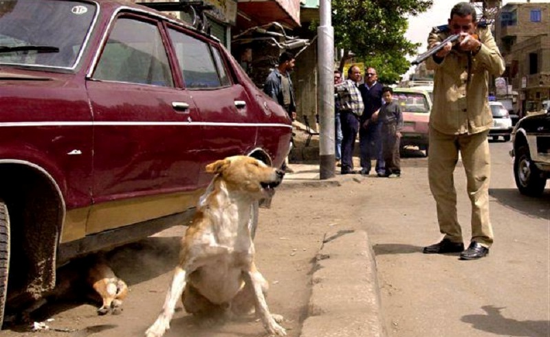 Egyptian Veterinary Official Calls on Authorities to Shoot Stray Dogs