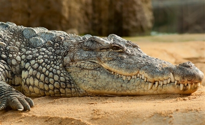 Crocodile Poachers Caught In Biggest Illegal Trade Operation In Egypt