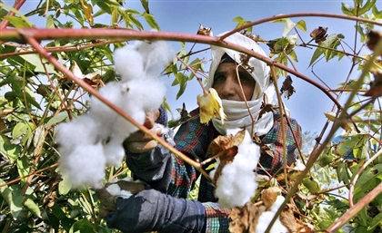 Egyptian Cotton Production to See Massive Boost to Meet High Demand