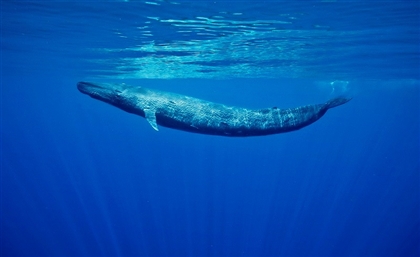 Pygmy Blue Whale Spotted For The 1st Time off Egypt's Red Sea Coast