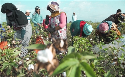Egypt's Cotton Exports Have Gone Up Since 2017