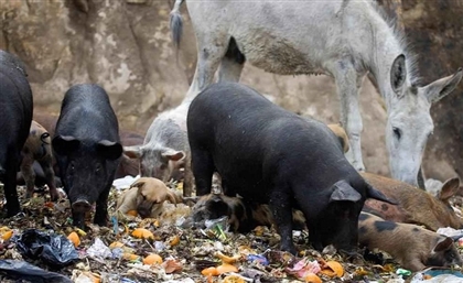Cairo's Pig Population to Recover to 2 Million in 2018