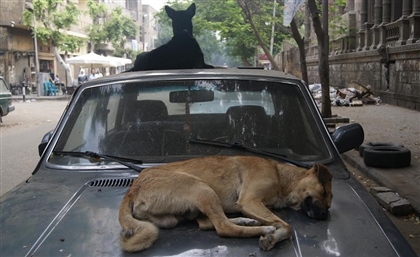 Egyptian MP Wants Stray Dogs Exported to Countries That Consume Dog Meat